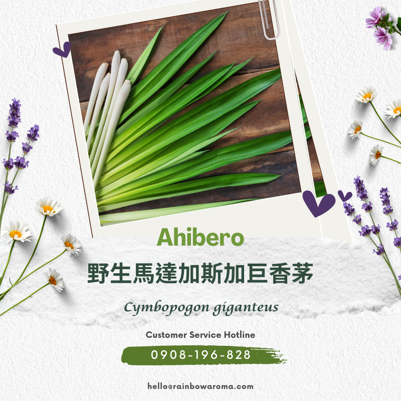 2012，Ahibero，野生馬達加斯加巨香茅