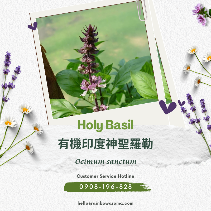 2103，Holy Basil，有機印度神聖羅勒