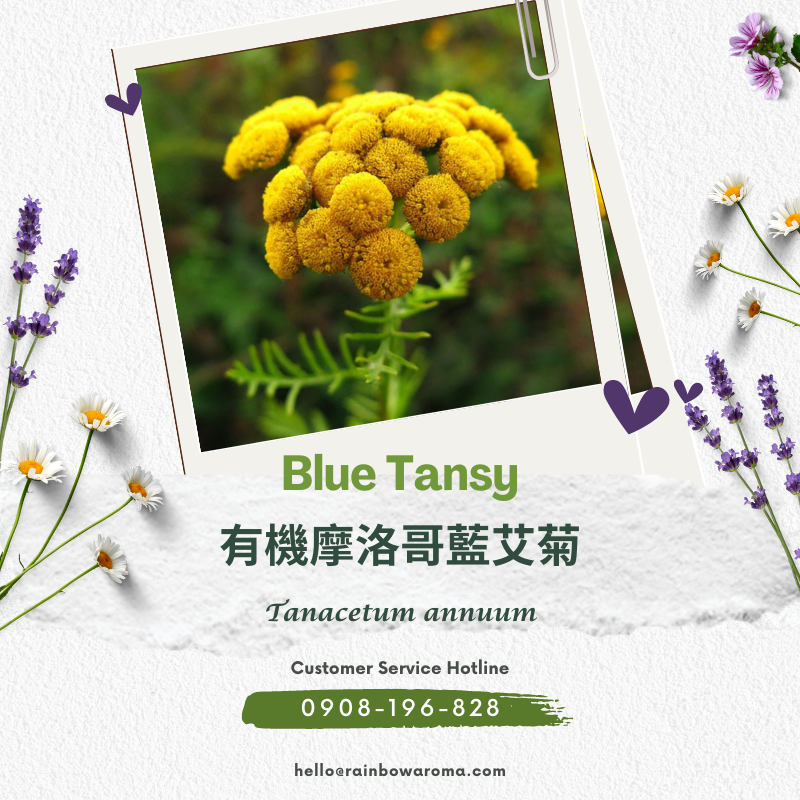 2108，Blue Tansy，有機摩洛哥藍艾菊