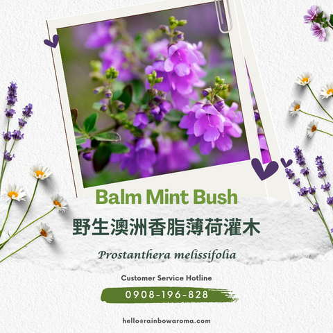 2113，Balm Mint Bush，野生澳洲香脂薄荷灌木