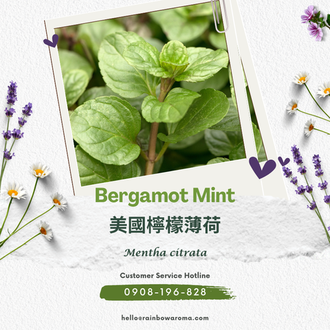 2119，Bergamot Mint，美國檸檬薄荷