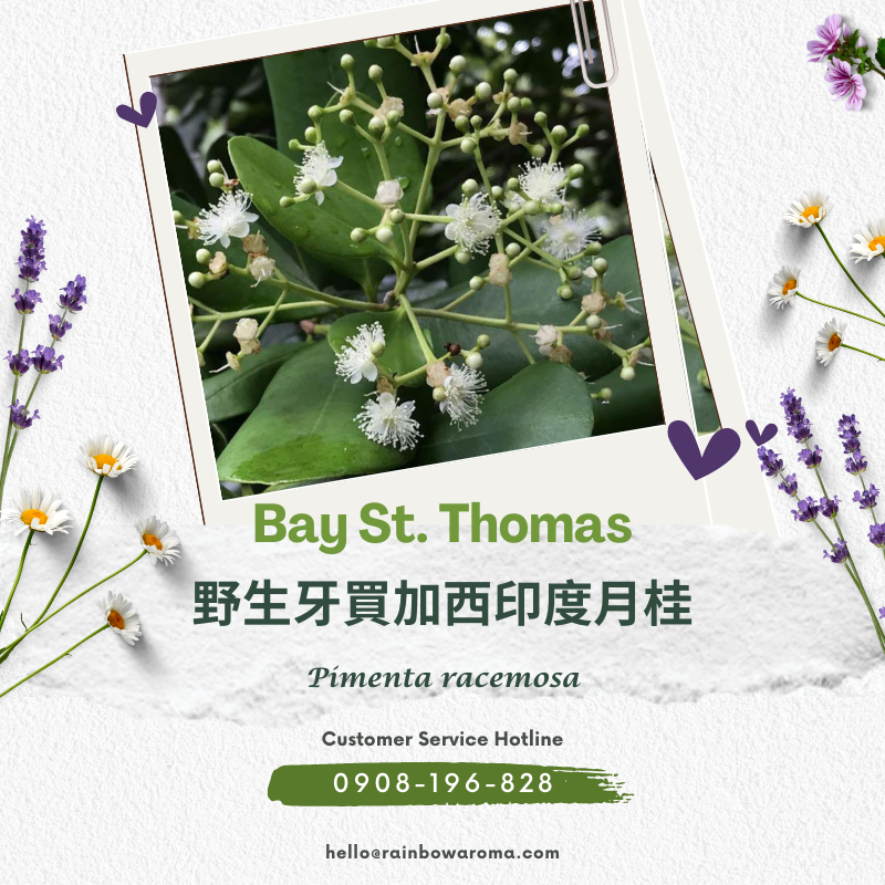 2124，Bay St. Thomas，野生牙買加西印度月桂