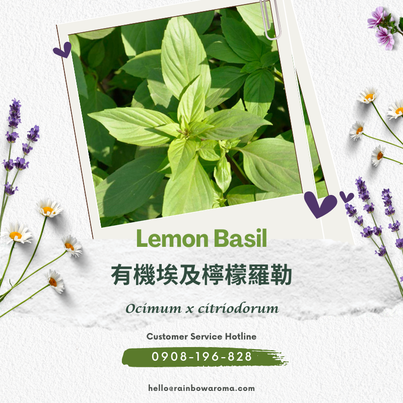 2130，Lemon Basil，有機埃及檸檬羅勒