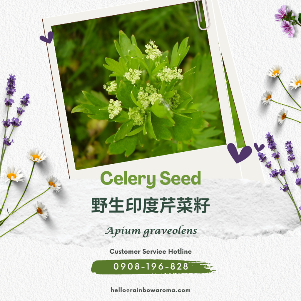 2201，Celery Seed，野生印度芹菜籽