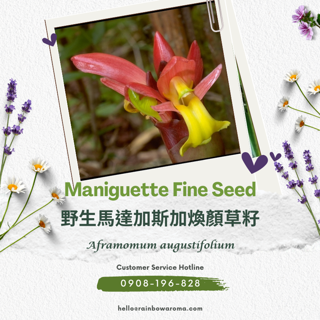 2011，Maniguette Fine Seed，野生馬達加斯加煥顏草籽
