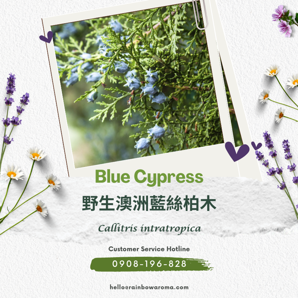 2117，Blue Cypress，野生澳洲藍絲柏木