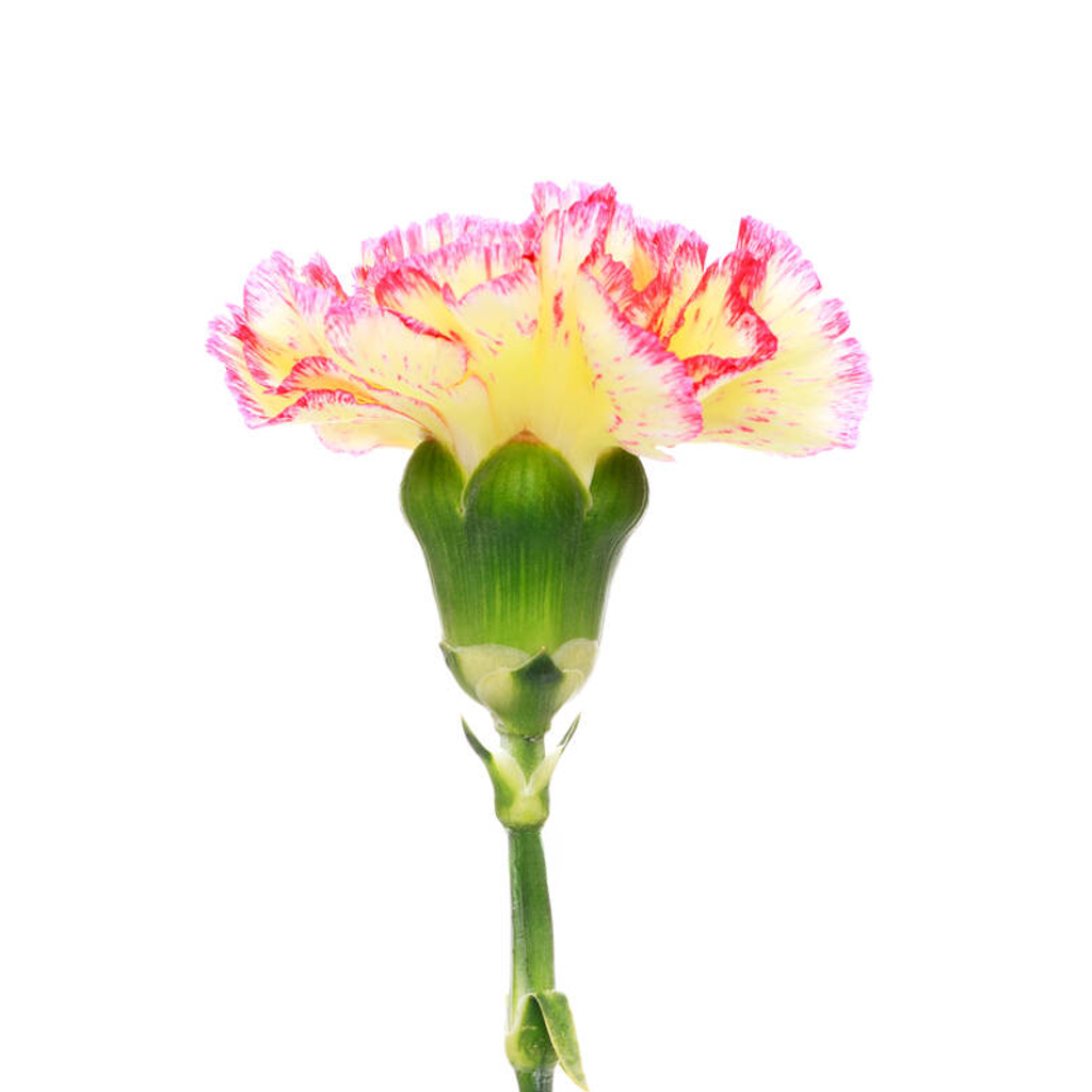 Dianthus caryophyllus