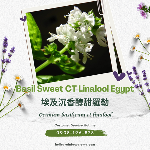 2131，Basil Sweet CT Linalool Egypt，埃及沉香醇甜羅勒