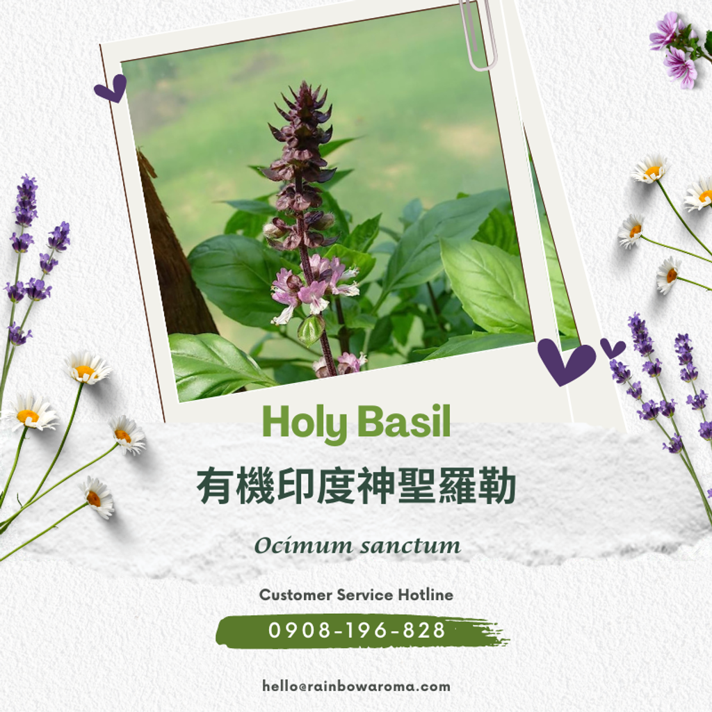2103，Holy Basil，有機印度神聖羅勒