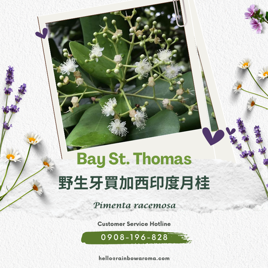 2124，Bay St. Thomas，野生牙買加西印度月桂