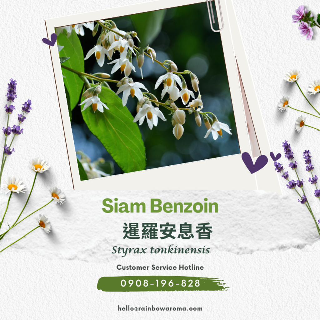 2110，暹羅安息香(800 × 800 像素)