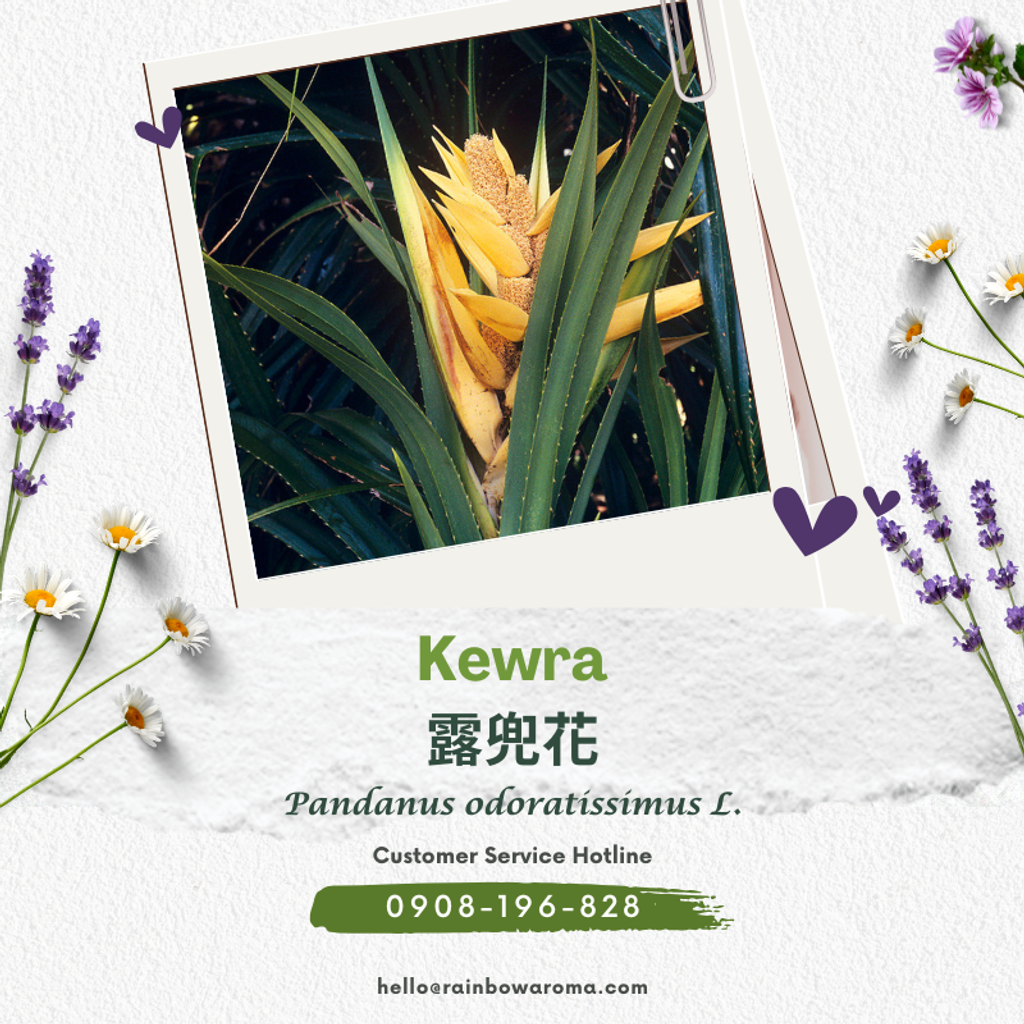 3100，露兜花 (800 × 800 像素)