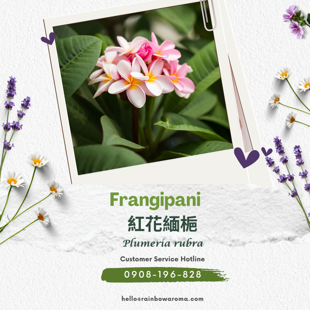 1018，紅花緬梔 (800 × 800 像素)