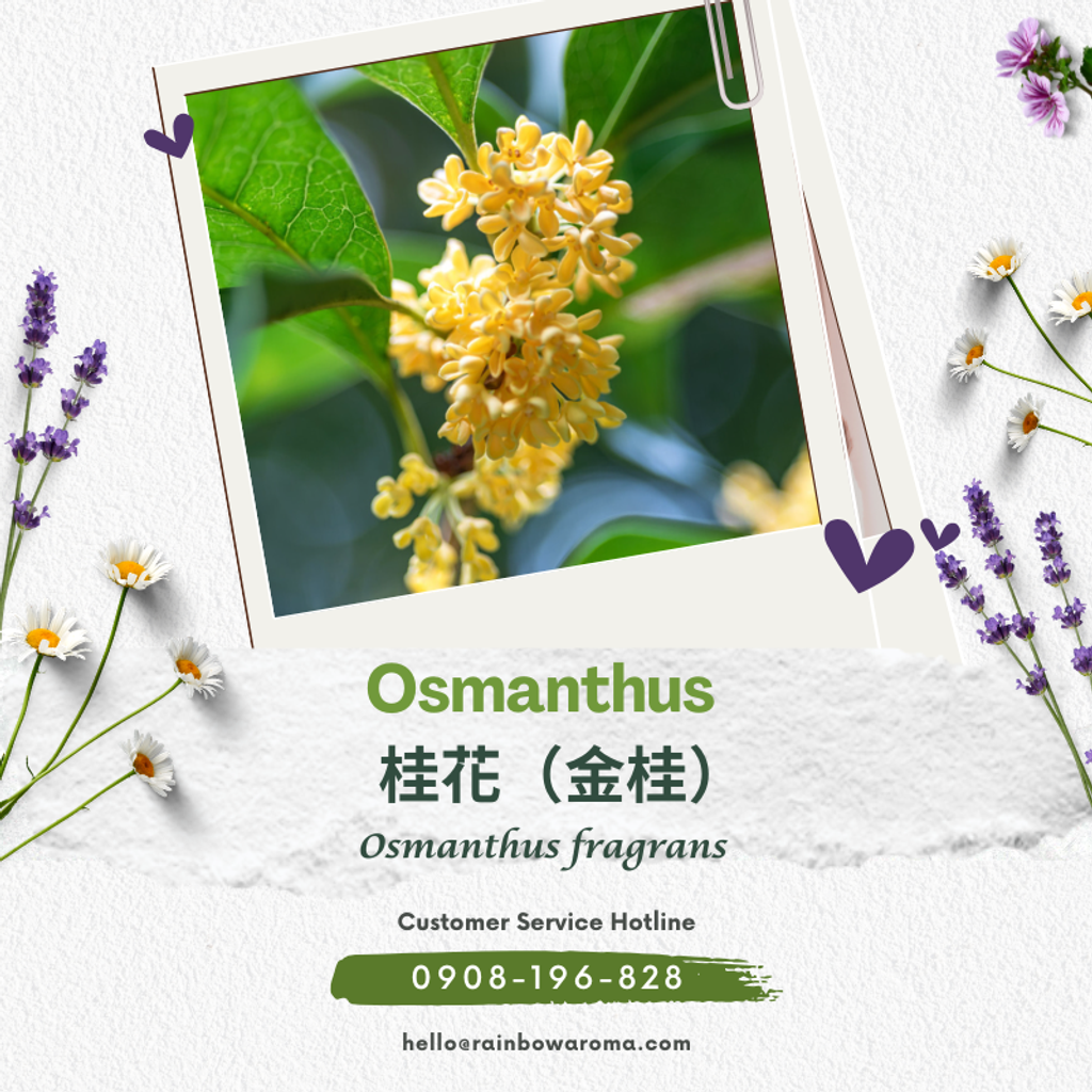 1008，桂花原精 (800 × 800 像素)