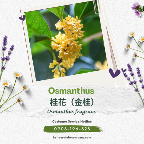 1008，桂花原精 (800 × 800 像素)