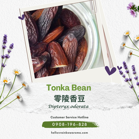 1015，零陵香豆(800 × 800 像素)