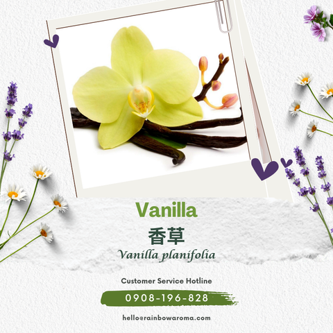 4704，香草原精 (800 × 800 像素)