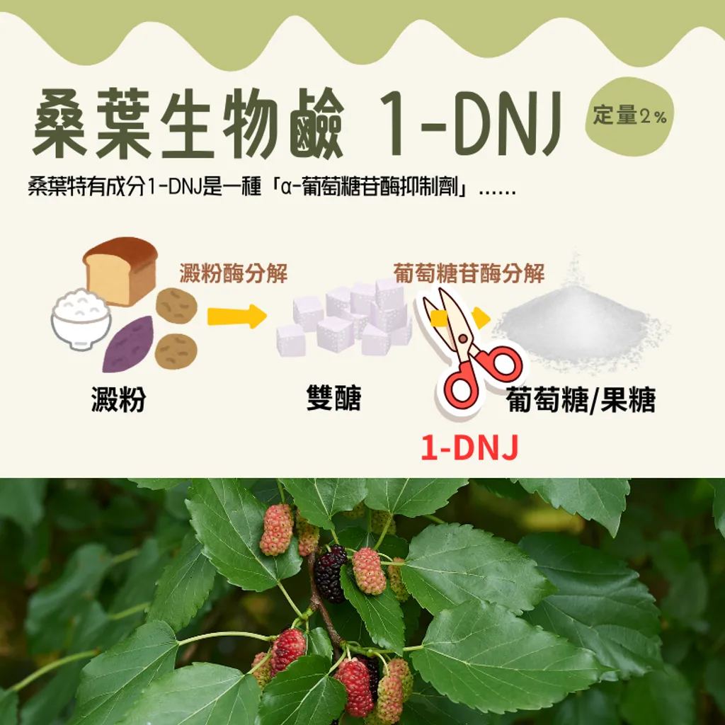 桑葉萃取