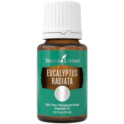 Eucalyptus Radiata.jpg