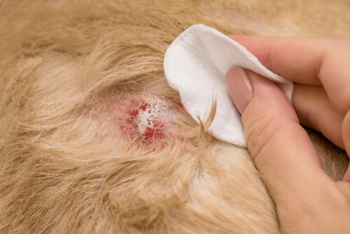狗狗皮膚病怎麼辦 常見皮膚病原因 預防及治療方法 Obip 毛小孩肌膚狀況最佳解決方案