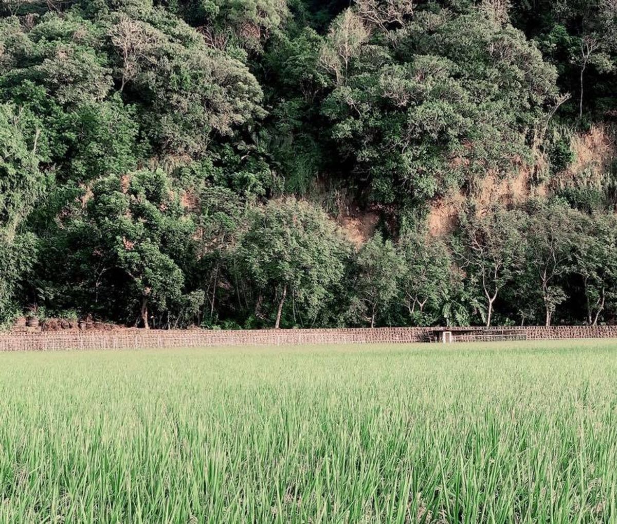 🌾照海x愛樂分 秋市集回顧🌾
