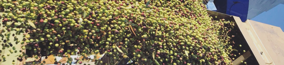農忙時節，橄欖採收季臨