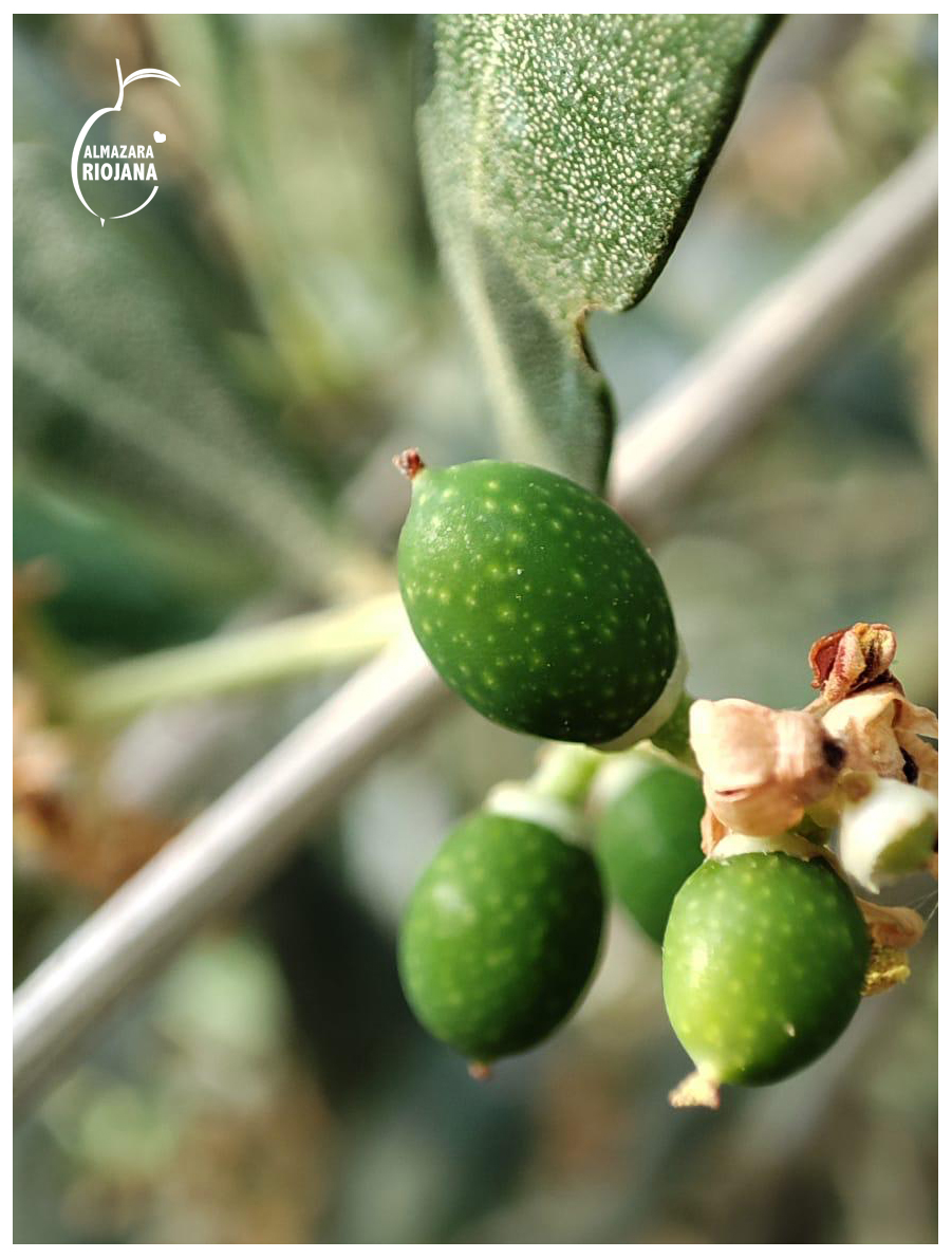 Riojana-Olive-Fruit