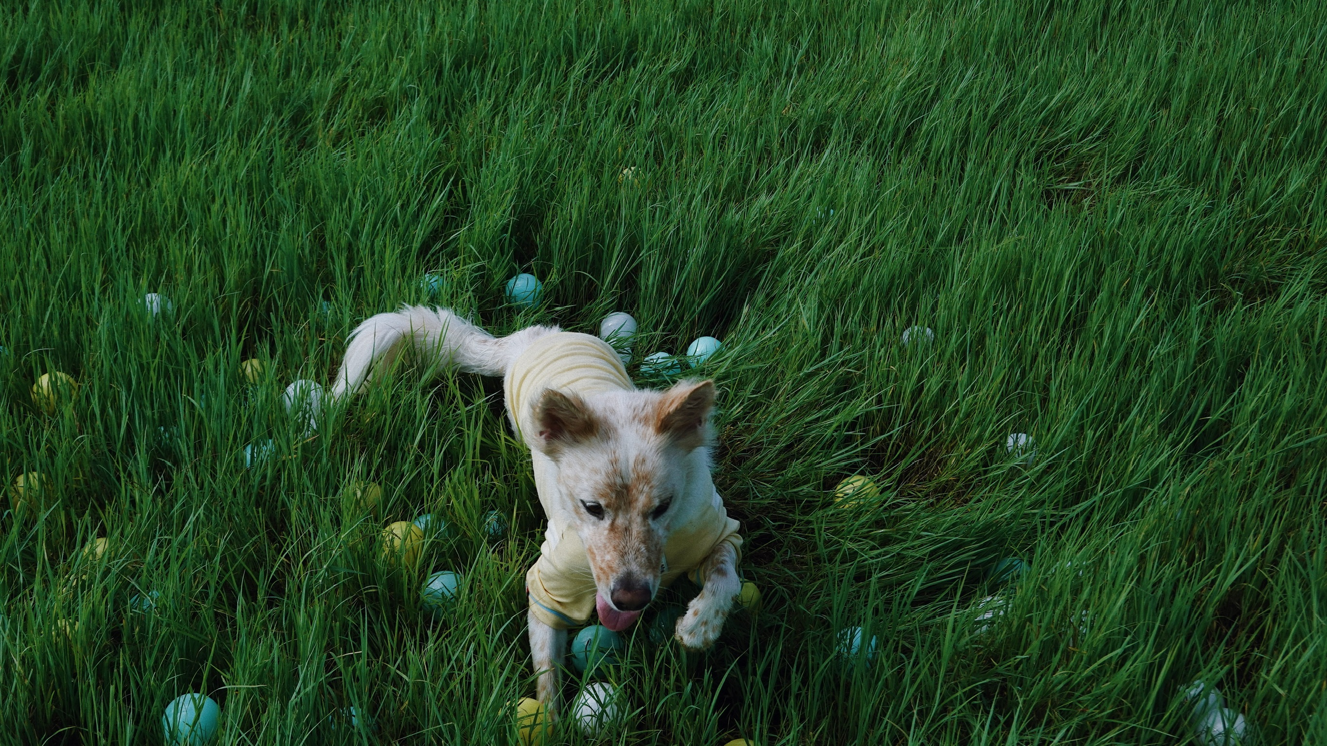 DCDD5549-AED7-4F11-9177-9987B5EB493D