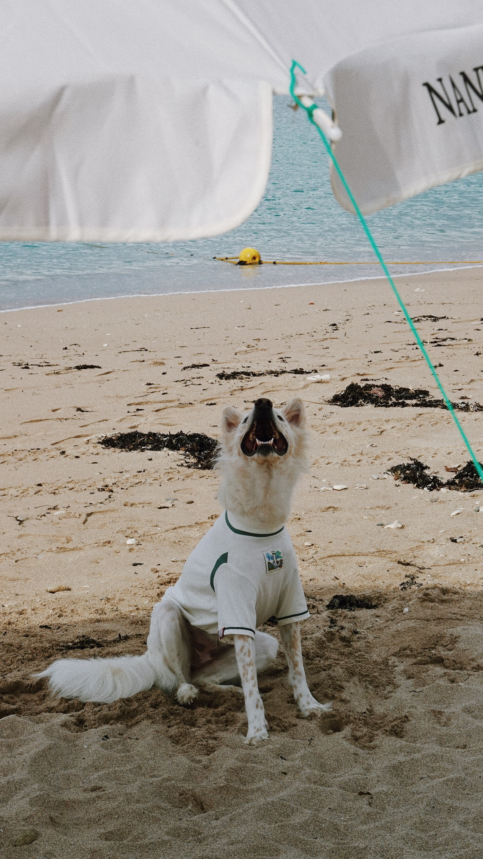 11DA8D0E-BDB1-4030-8AD4-FBDF0D9ECA6D