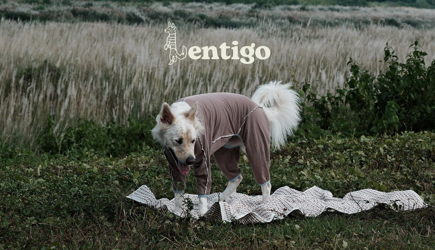 Lentigo 斑點工作室 | 