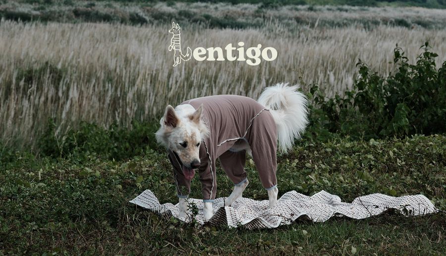Lentigo 斑點工作室 | 