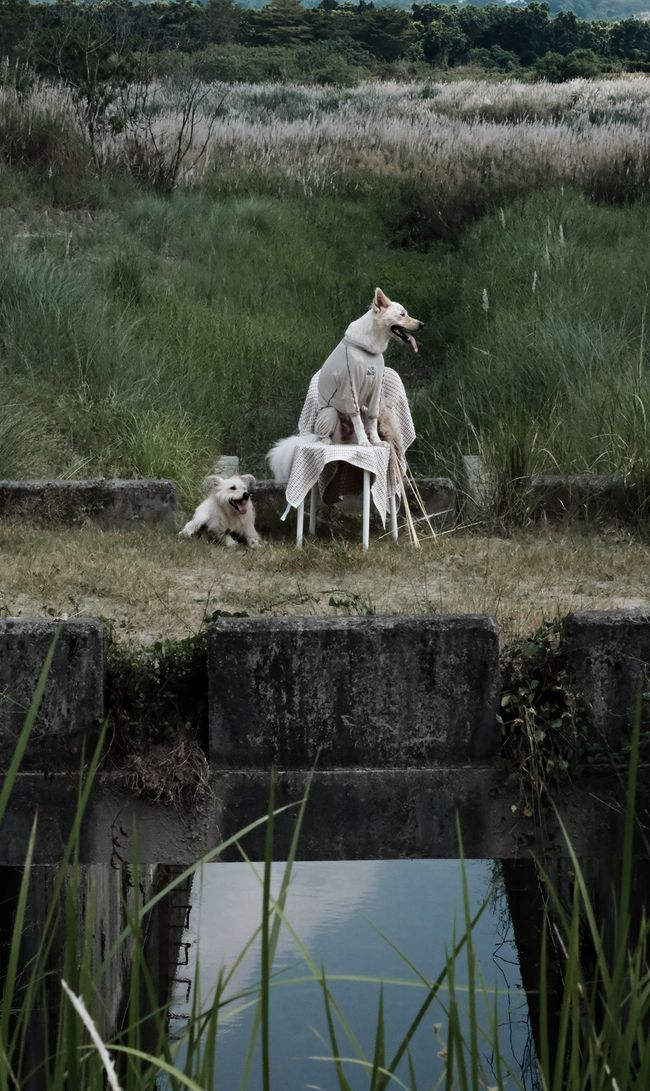 Lentigo 斑點工作室 |  - About us