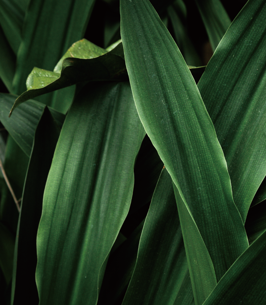 嶼萃 Isle Essence | 首次登入享 9 折優惠