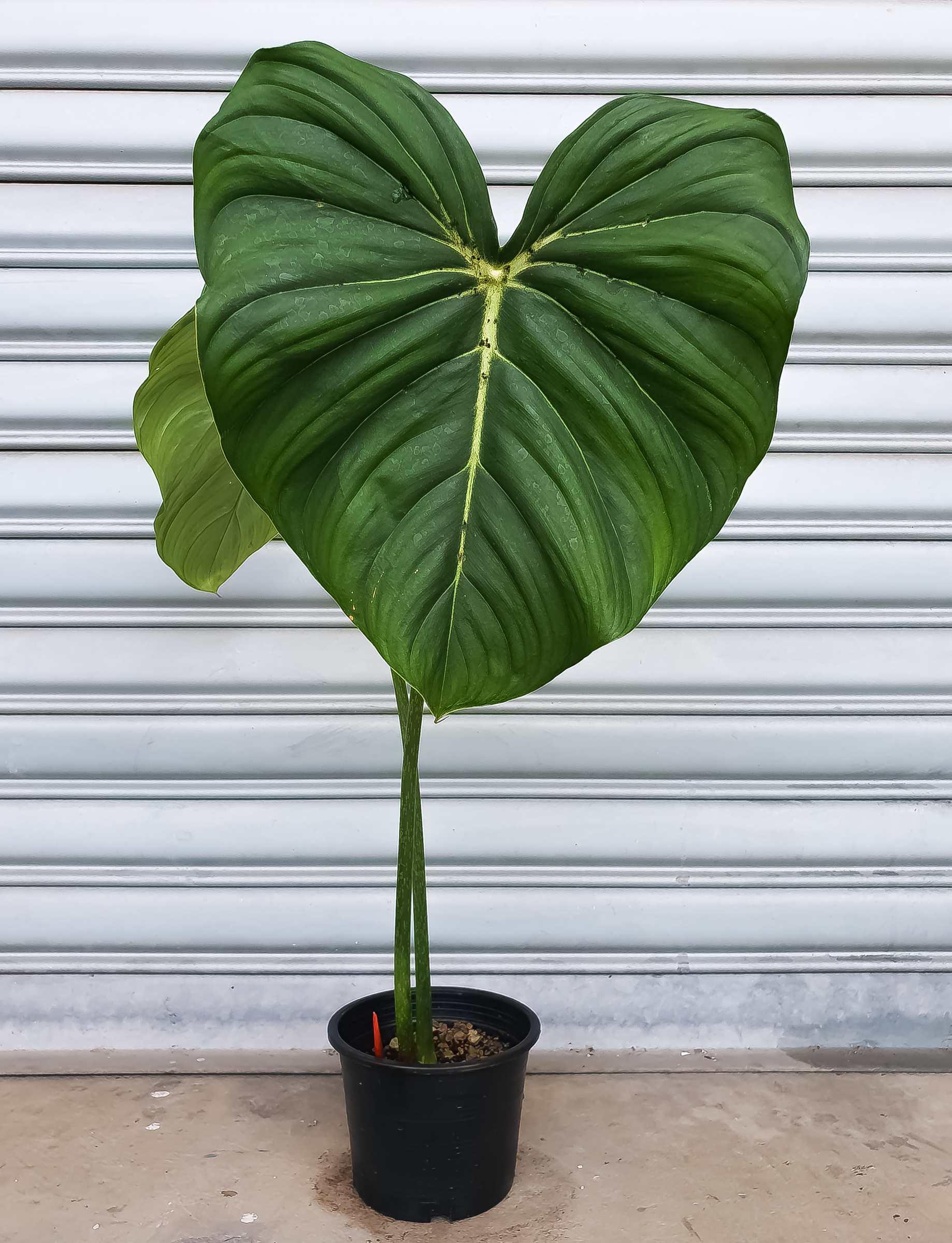 Philodendron Dean Mcdowell Rayray Greenhouse