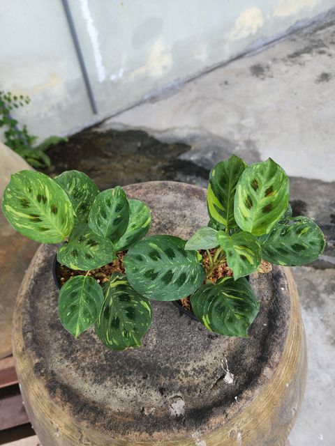 20220607_125321.jpg
