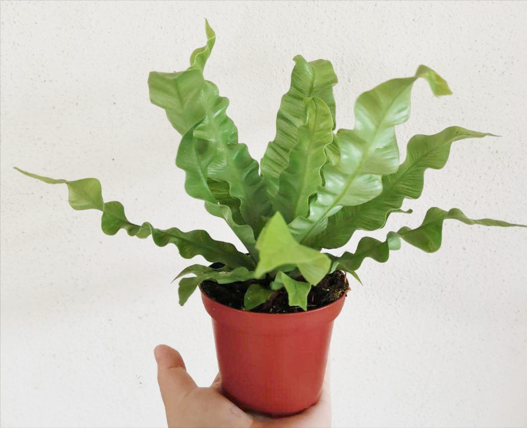 01-Bird nest fern 鸟窝厥.png