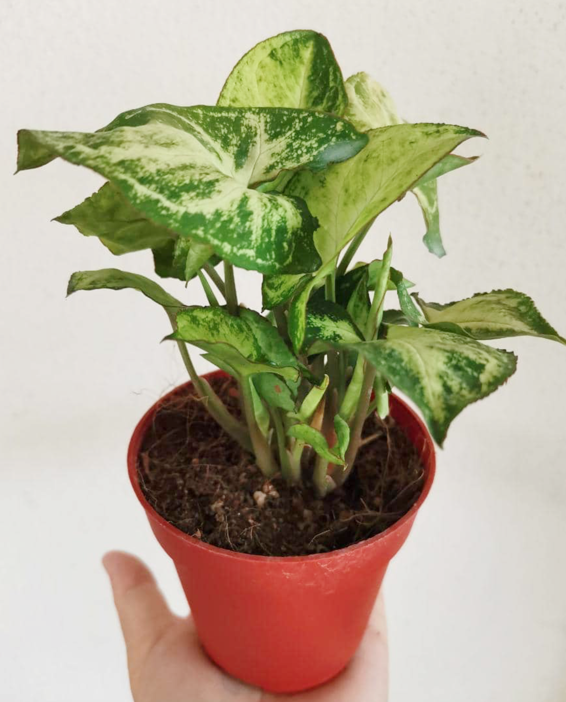 03-Syngonium podophyllum 合果芋.png