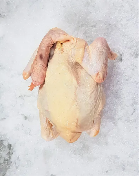 Kampung chicken-sample.jpg