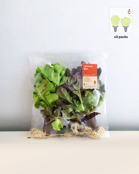 2.-Lettuce-in-Packaging-1.jpg