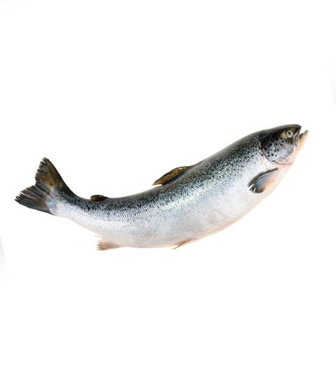 salmon.png