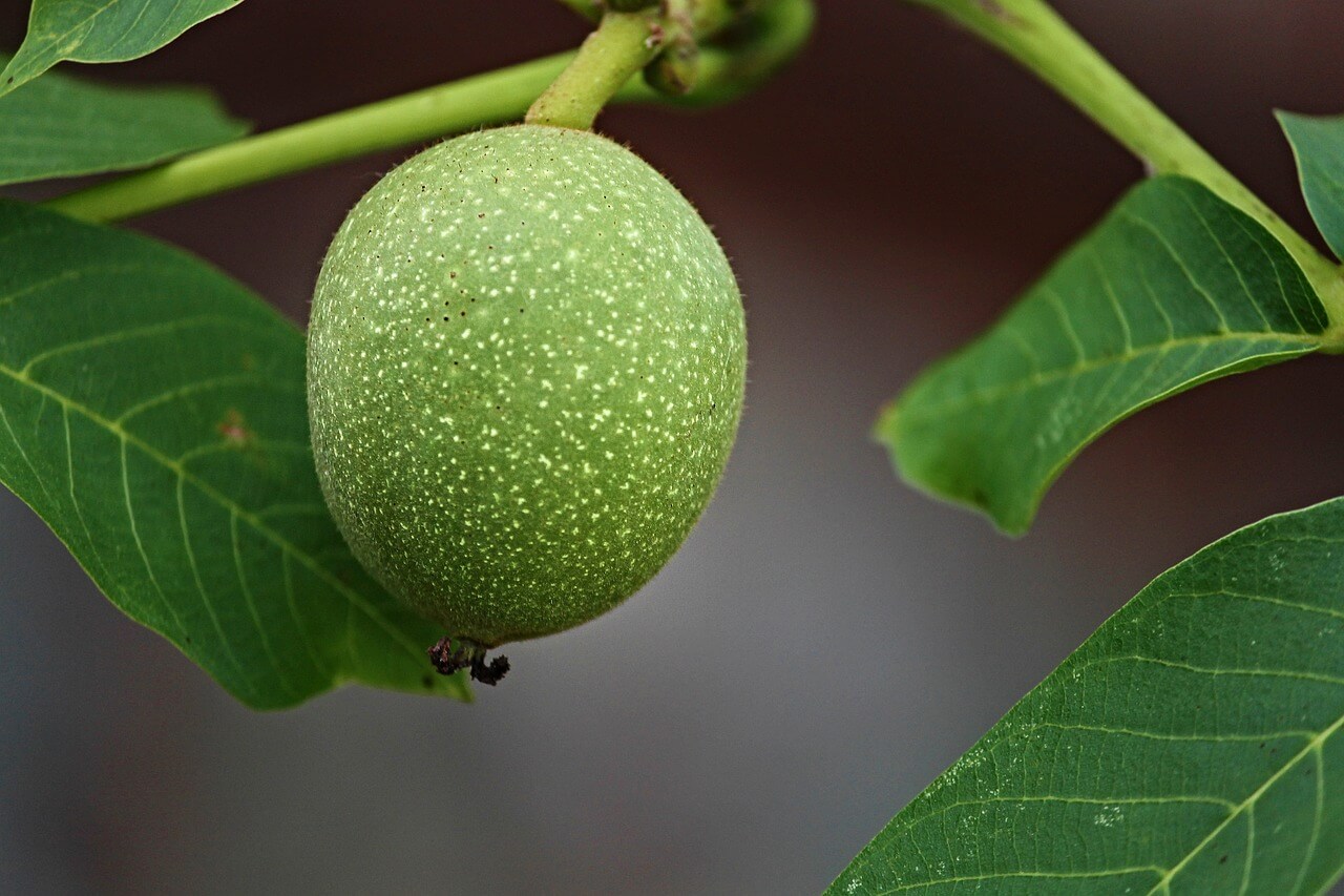 核桃果實