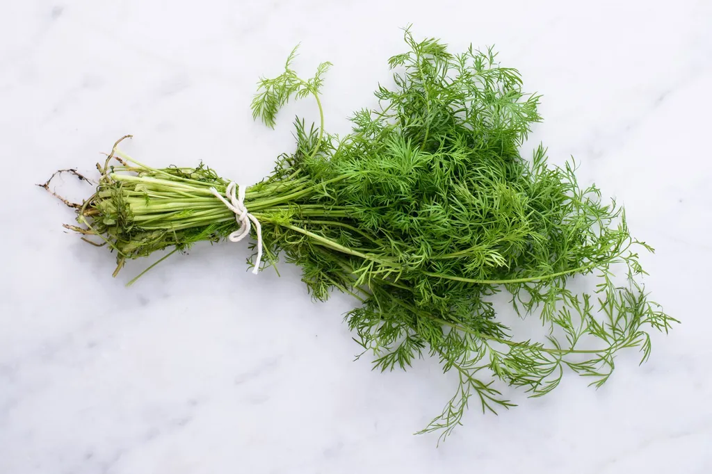 dill-crop-496c58b1a4ae42b0ae592119dd6ecbf6