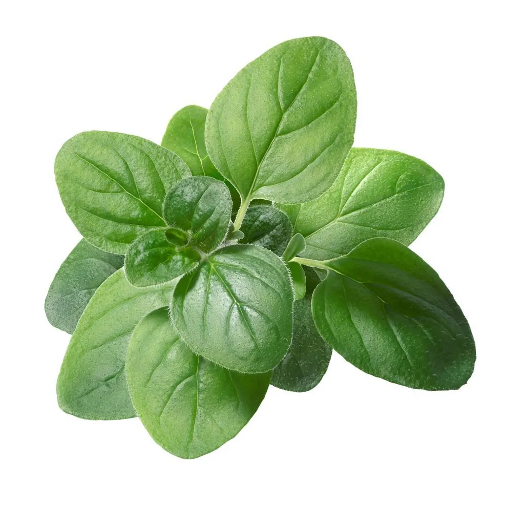 Oregano_1ebb642c-15b5-4586-9ff1-29460388cabc_2000x