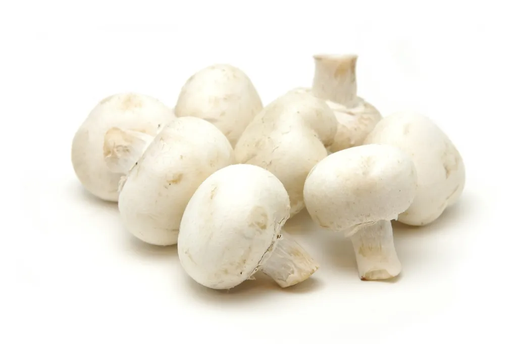 white-button-mushroom