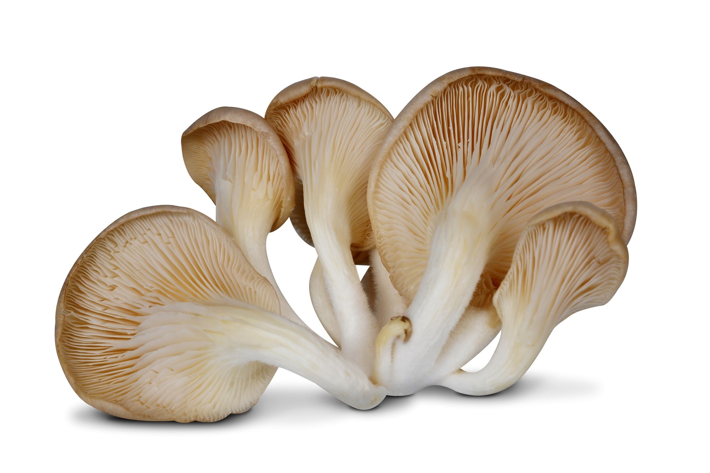 Mushroom Oyster ~200g/pkt – Gocer E-Mart