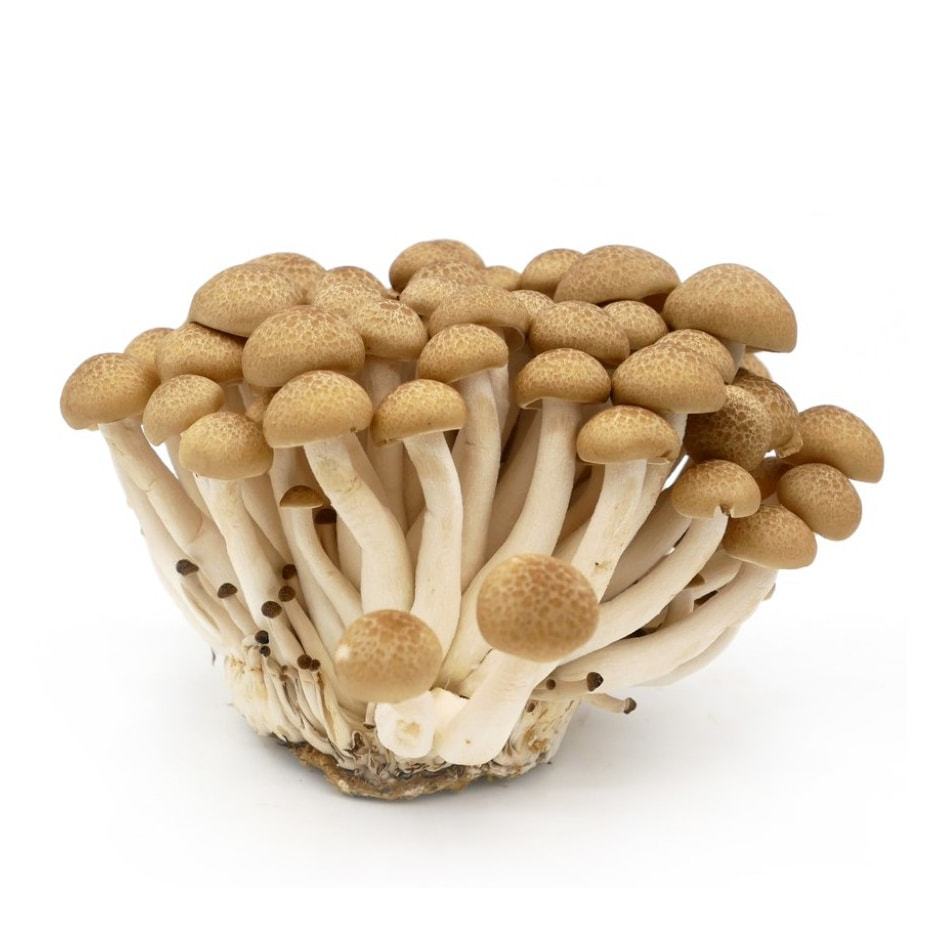 Buna-Shimeji-Mushrooms