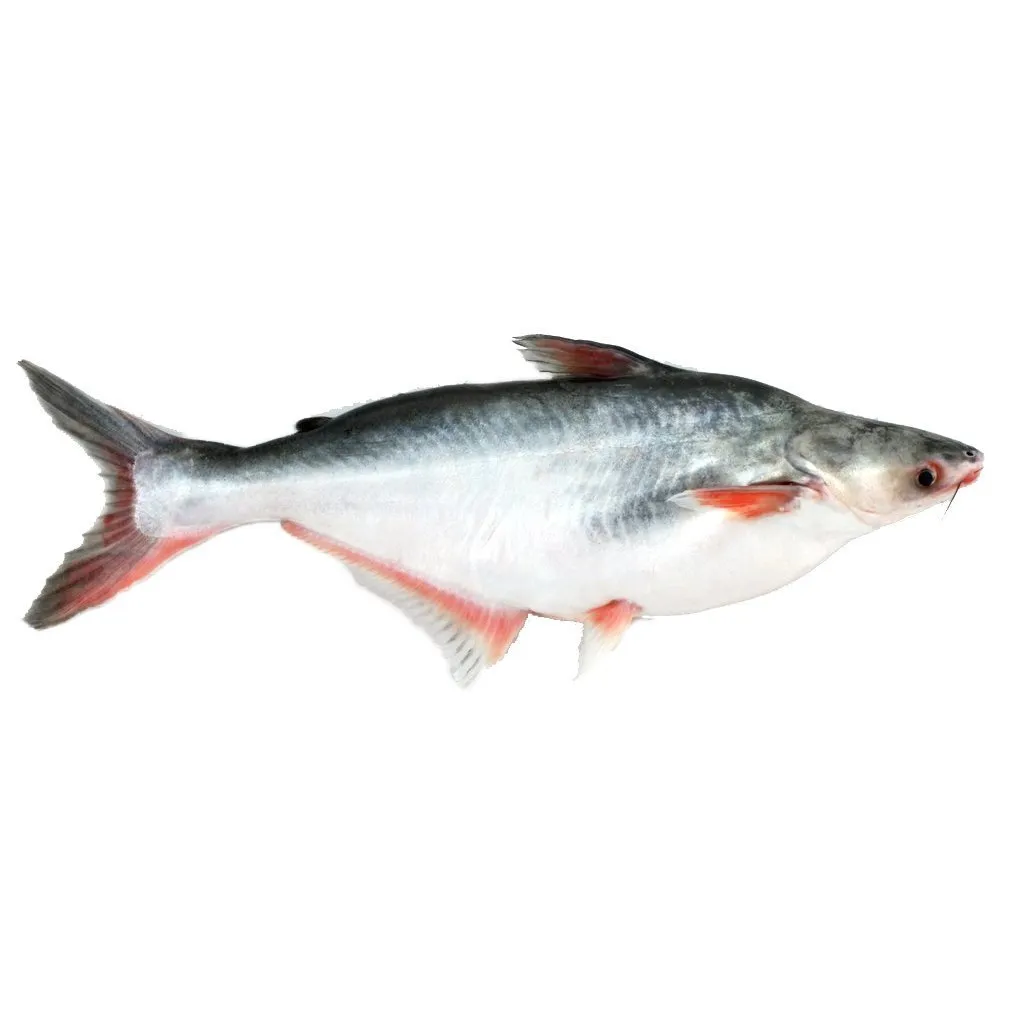 patin_pangasius_1024x1024_copy_080dd8e1-50f3-40c9-903c-632a8c63218b