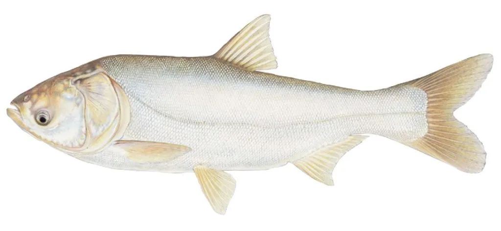 silver-carp-21_24_972302-1024x472