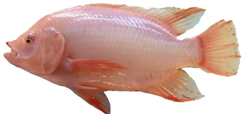 TILAPIA
