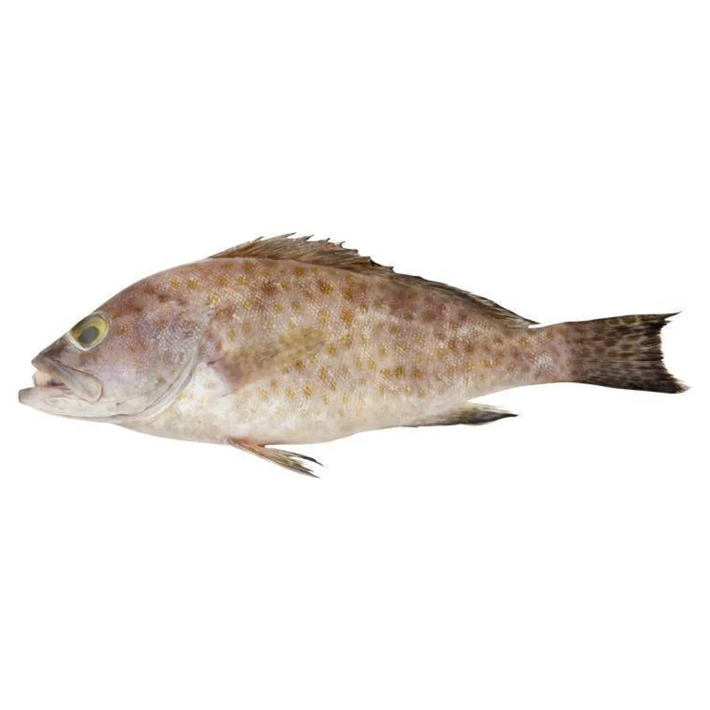 ikan-kerapu-3